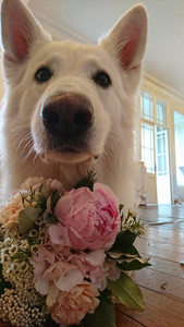 8397723_wedshoots.jpg